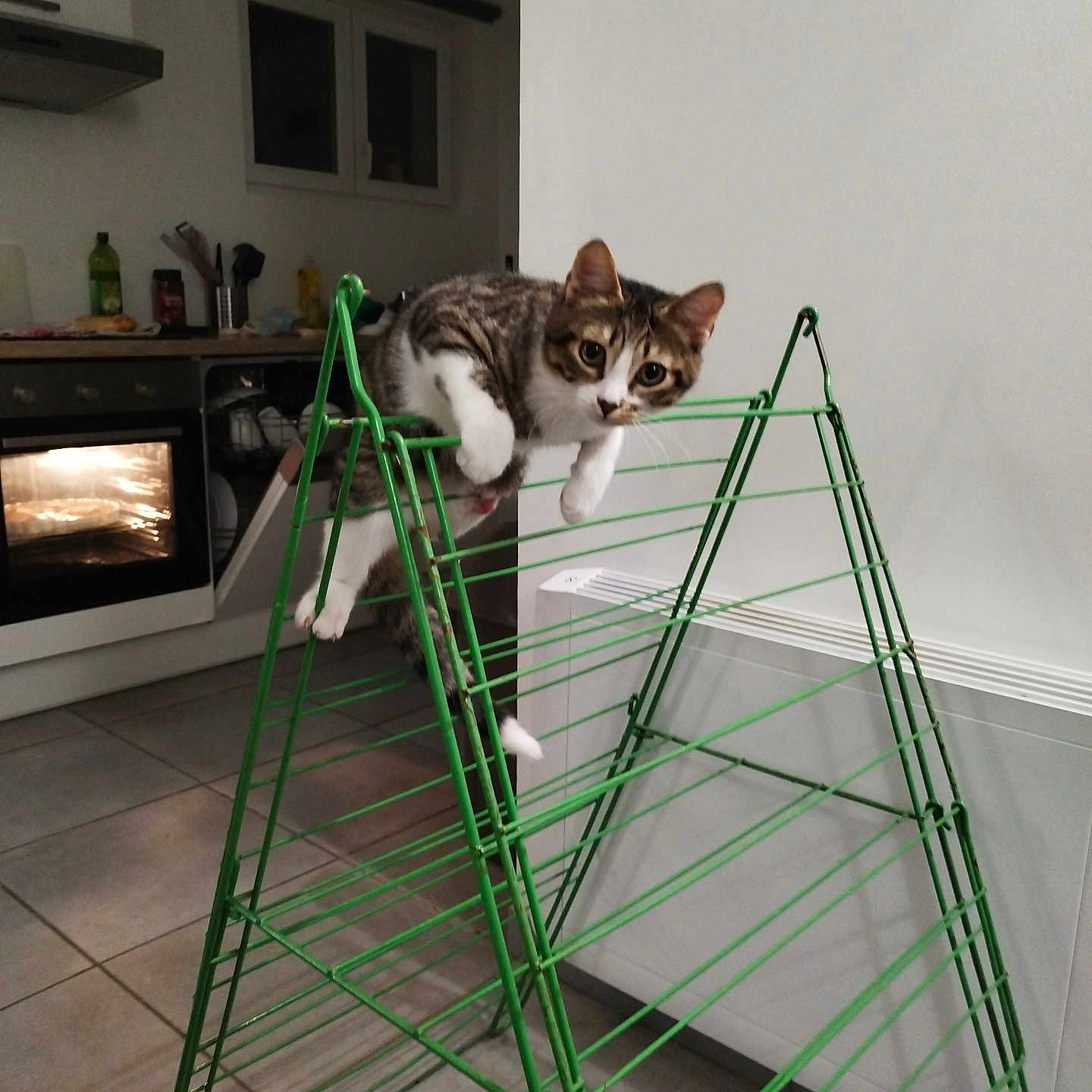 Yoda participe au concours pour gagner de l'argent avec cette photo : abyssinian, animal, appliance, architecture, cat, chair, device, dryingrack, electricaldevice, furniture, grass, indoors, interiordesign, manx, microwave, oven, pet, plant, shelf, wood