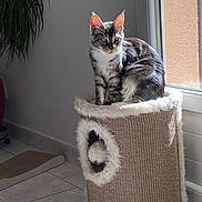 Aria participe au concours pour gagner de l'argent avec cette photo : cat, tabby_cat, cat_tower, indoor, sunlight, window, houseplant, tile_floor, furniture, pet, animal, cozy, fluffy, curious, sitting, fur, domestic_cat, home, daylight, relaxing