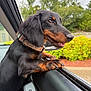 dog, dachshund, puppy, car, window, collar, black_and_tan, pet, animal, outdoor, greenery, happy, tongue_out, close_up, fur, paw, nature, vehicle, excited, young