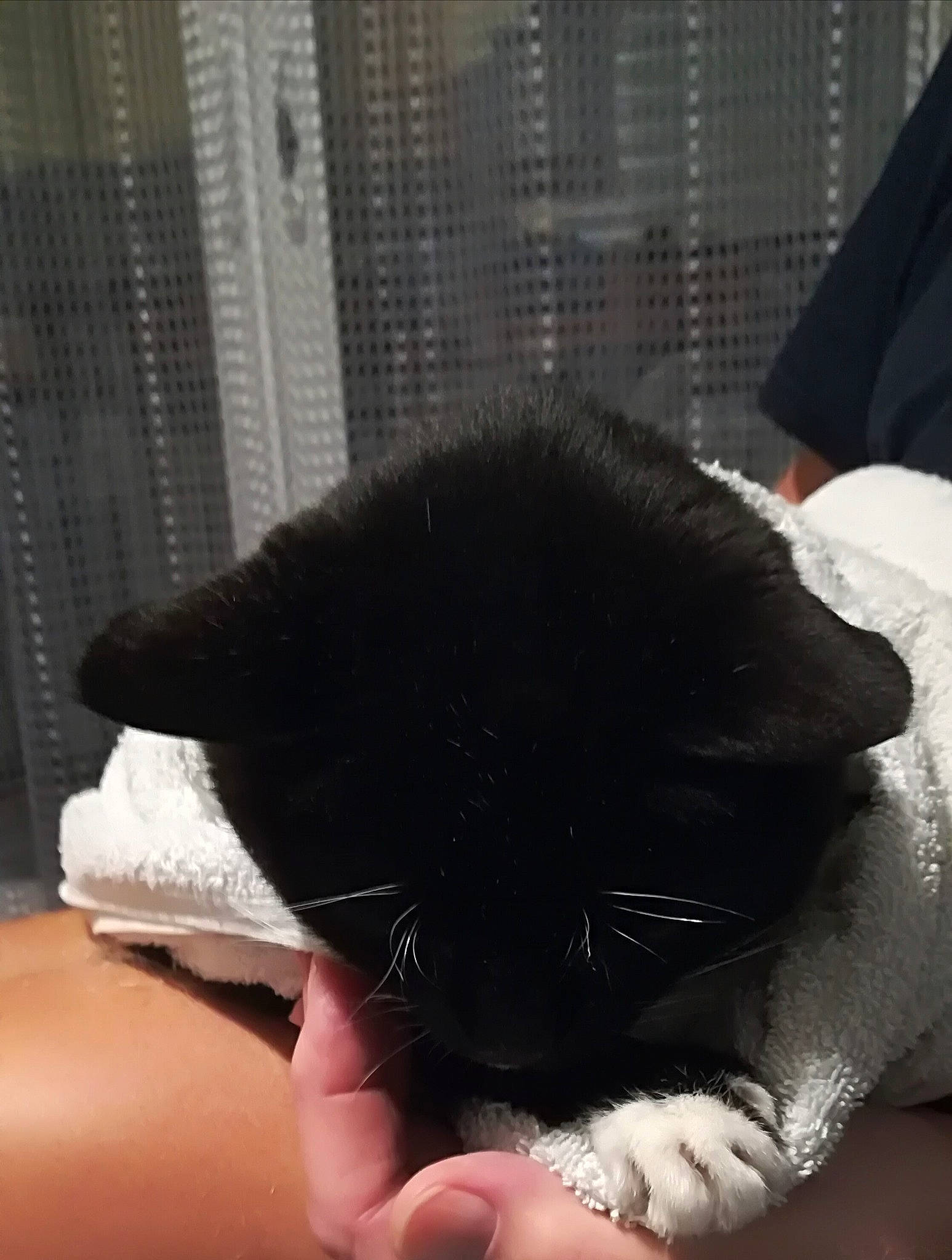 Vénus participe au concours pour gagner de l'argent avec cette photo : black_cat, carnivore, cat, claw, comfort, domestic_short_haired_cat, fashion_accessory, felidae, finger, foot, fur, gesture, human_leg, nail, small_to_medium_sized_cats, snout, tail, terrestrial_animal, thumb, whiskers