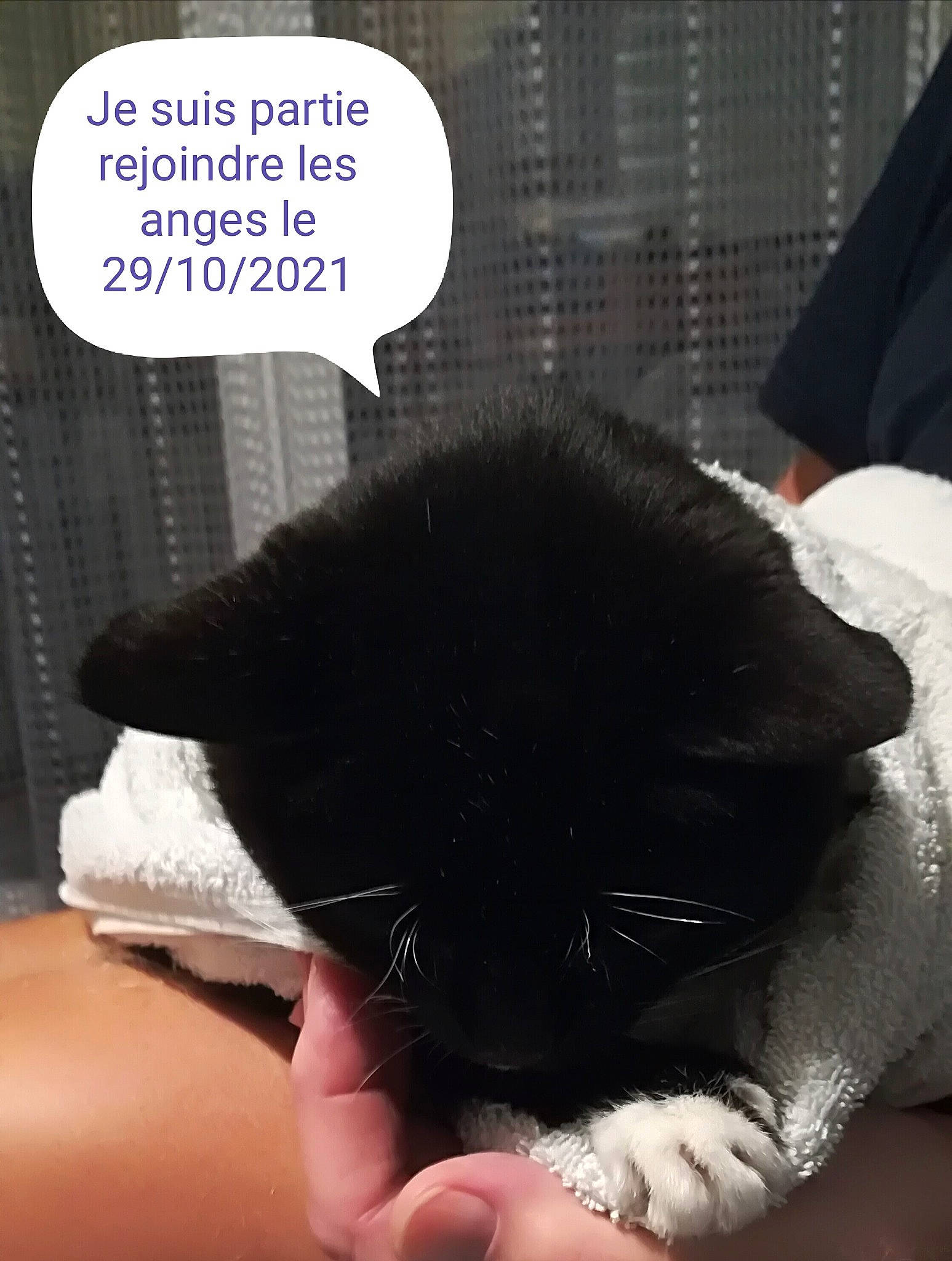 Vénus participe au concours pour gagner de l'argent avec cette photo : black_cat, carnivore, cat, claw, comfort, felidae, finger, foot, fur, gesture, human_leg, mammal, nail, small_to_medium_sized_cats, snout, tail, thumb, vertebrate, whiskers, wrist