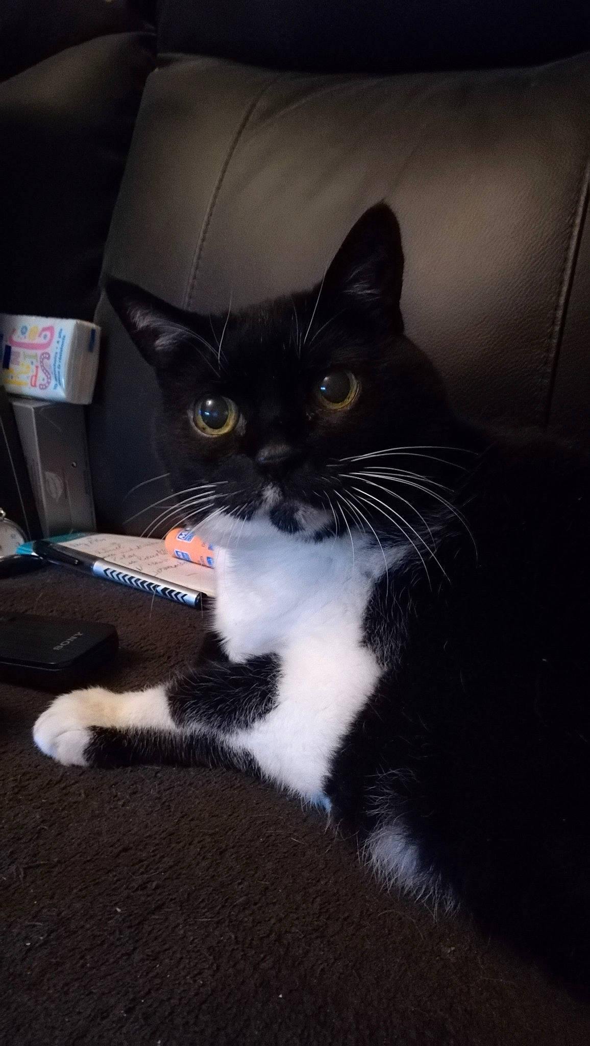 Vénus participe au concours pour gagner de l'argent avec cette photo : black_cat, box, cardboard, carnivore, cat, comfort, domestic_short_haired_cat, felidae, fur, packaging_and_labeling, paw, small_to_medium_sized_cats, snout, tail, whiskers, window