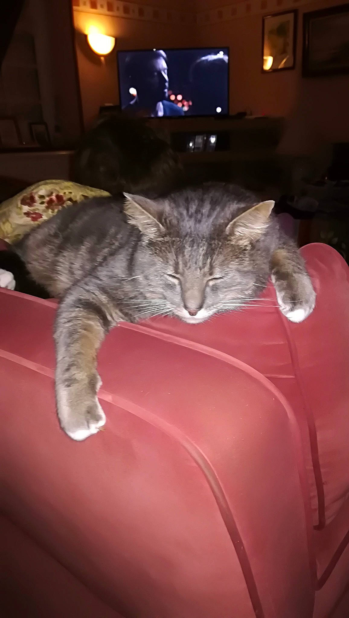 Houba a rejoint le concours — aidez-le/la à gagner de superbes lots ! asian, carnivore, cat, domestic_short_haired_cat, european_shorthair, felidae, fur, paw, small_to_medium_sized_cats, snout, whiskers