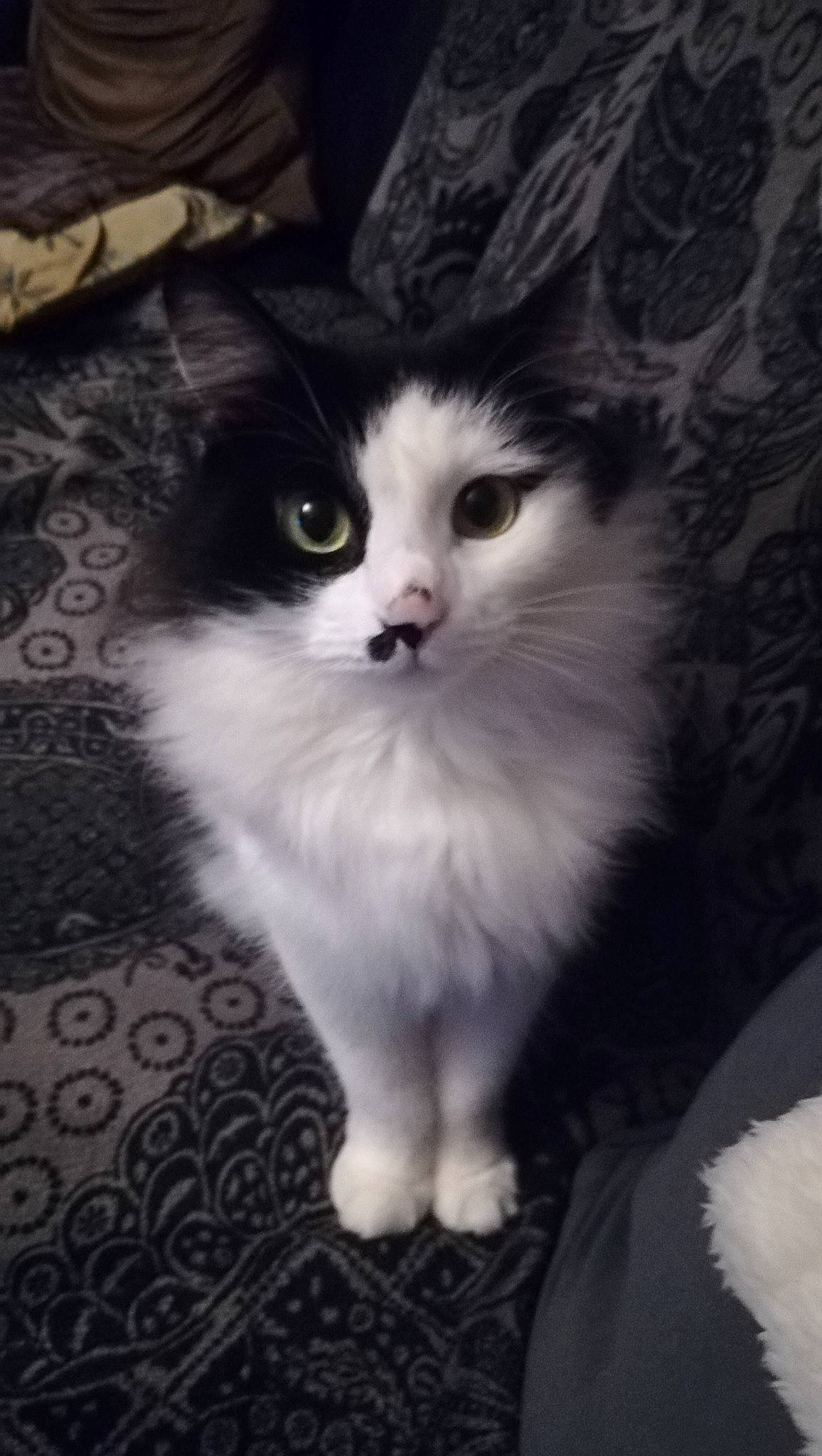 Shadow a rejoint le concours — aidez-le/la à gagner de superbes lots ! art, carnivore, cat, darkness, domestic_short_haired_cat, eye, felidae, flooring, fur, head, iris, monochrome, monochrome_photography, paw, small_to_medium_sized_cats, snout, tail, terrestrial_animal, whiskers