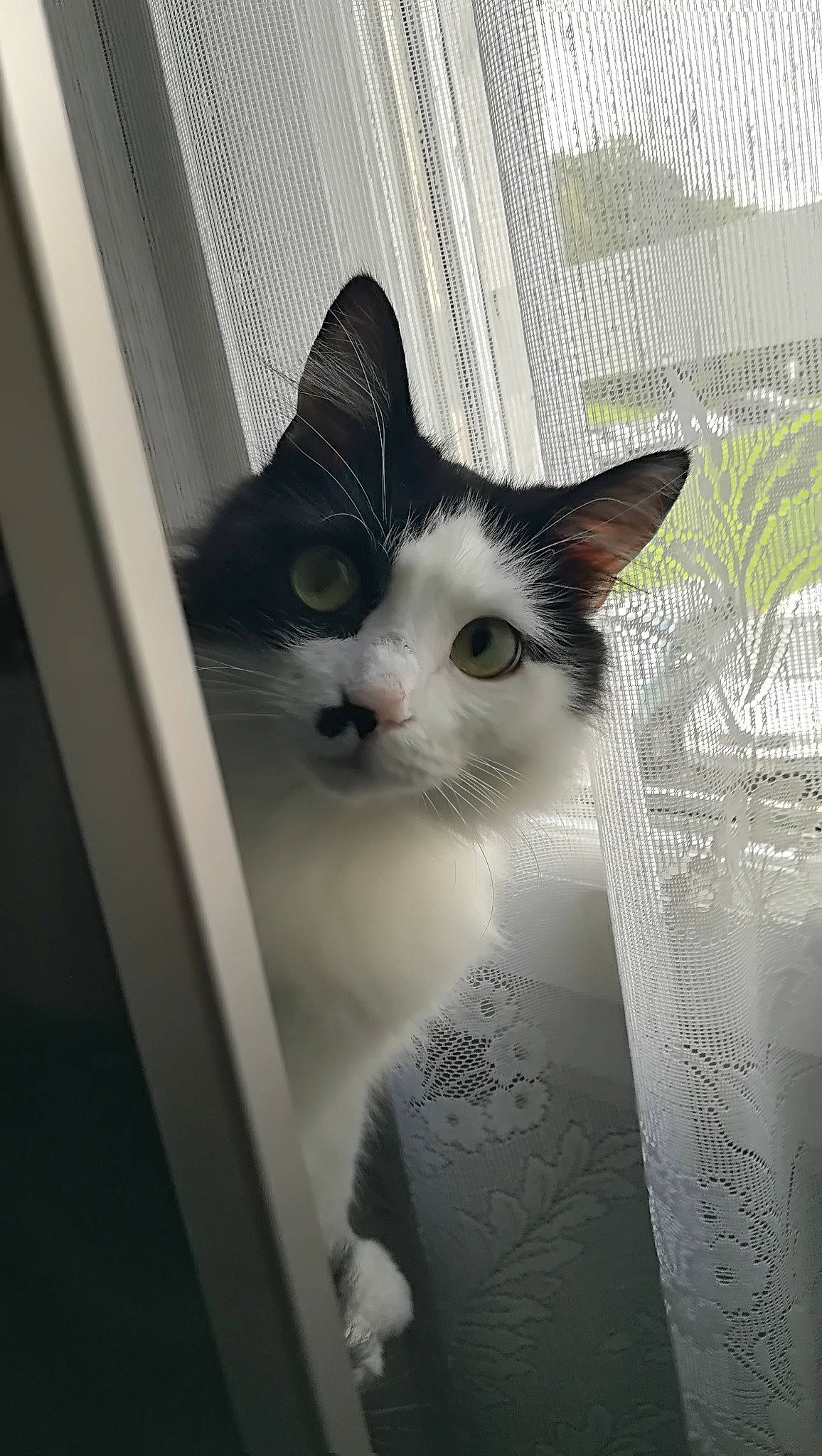 Shadow participe au concours pour gagner de l'argent avec cette photo : box, carnivore, cat, domestic_short_haired_cat, felidae, formal_wear, fur, iris, monochrome, monochrome_photography, plant, small_to_medium_sized_cats, snout, stairs, tail, tree, whiskers, window