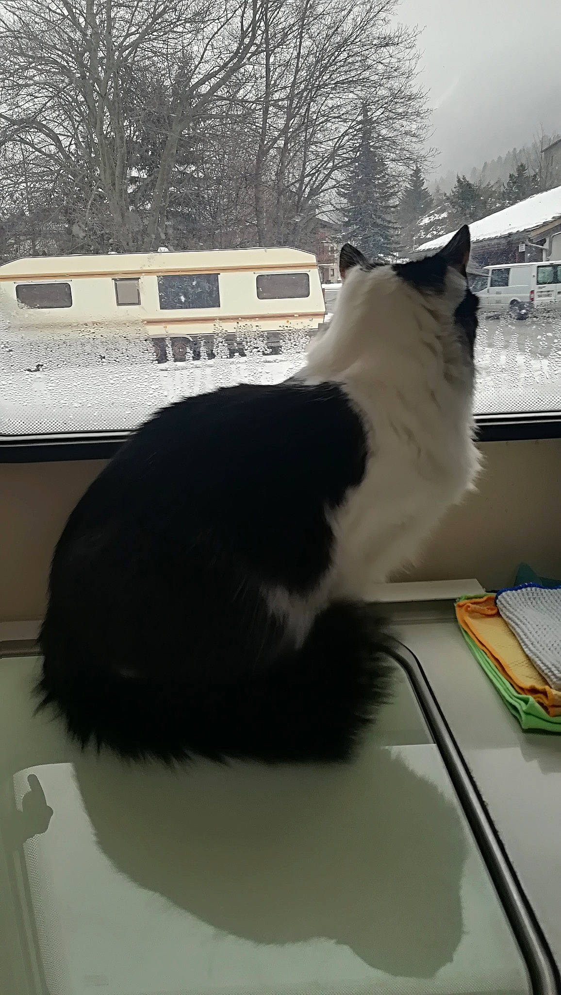 Shadow a rejoint le concours — aidez-le/la à gagner de superbes lots ! carnivore, cat, domestic_short_haired_cat, felidae, fur, paw, room, small_to_medium_sized_cats, snow, tail, tints_and_shades, tree, whiskers, window, windshield, winter