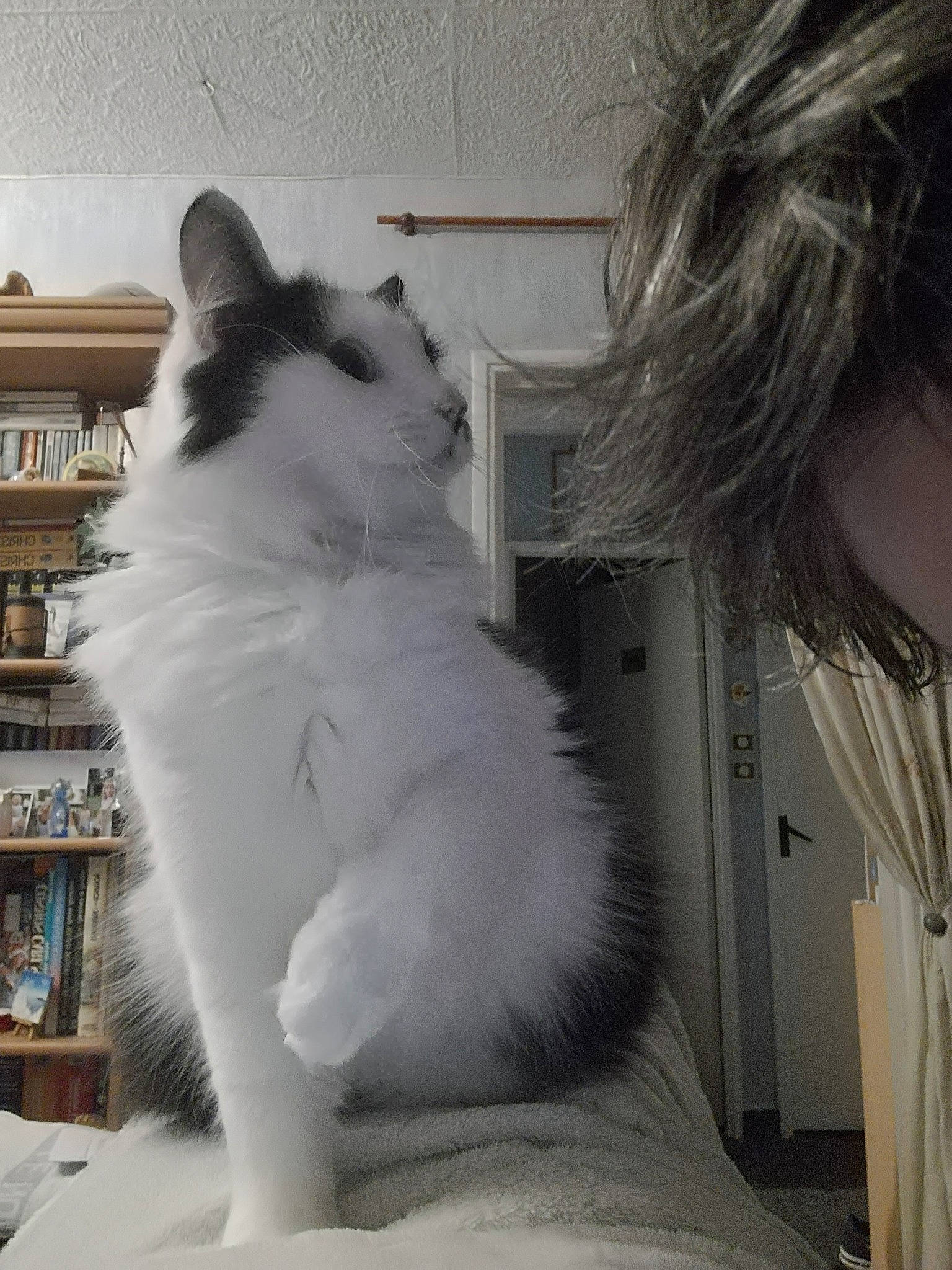 Shadow participe au concours pour gagner de l'argent avec cette photo : bookcase, british_longhair, carnivore, cat, comfort, curtain, domestic_short_haired_cat, felidae, flooring, fur, grey, monochrome, monochrome_photography, paw, shelf, shelving, sitting, small_to_medium_sized_cats, tail, whiskers