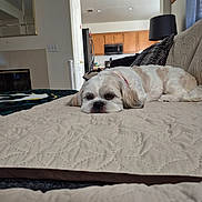Suzie joined the competition — help win amazing prizes! animal, bed, bedroom, blanket, canine, dog, eyes, face, indoor, kitchen, lamp, lying_down, pet, pillows, pink_collar, quilt, sleepy, small_dog, tan_fur, white_fur