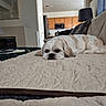 animal, bed, bedroom, blanket, canine, dog, eyes, face, indoor, kitchen, lamp, lying_down, pet, pillows, pink_collar, quilt, sleepy, small_dog, tan_fur, white_fur