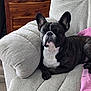 Peaches is registered to the contest to win money with this photo: dog, french_bulldog, brindle_coat, white_chest, sleeping, ears, snout, paw, recliner, upholstery, pink_towel, living_room, wooden_drawer, indoor, pet, relaxed, cozy, furniture, portrait, close_up