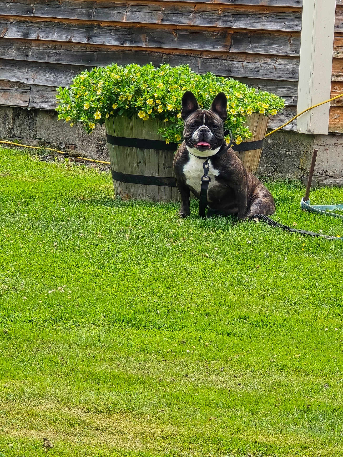 Peaches joined the competition — help win amazing prizes! dog, french_bulldog, pet, grass, flowers, planter, wooden_siding, backyard, leash, sitting, tongue_out, happy, outdoor, lawn, collar, portrait, summer, greenery, cute, flower_pot