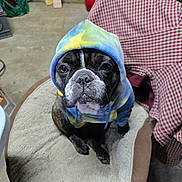 Peaches joined the competition — help win amazing prizes! dog, french_bulldog, pet, hoodie, sweatshirt, sitting, pet_bed, indoor, concrete_floor, chair, checkered_fabric, close_up, portrait, cute, brown_black_fur, expression, eyes, nose, whiskers, clothing