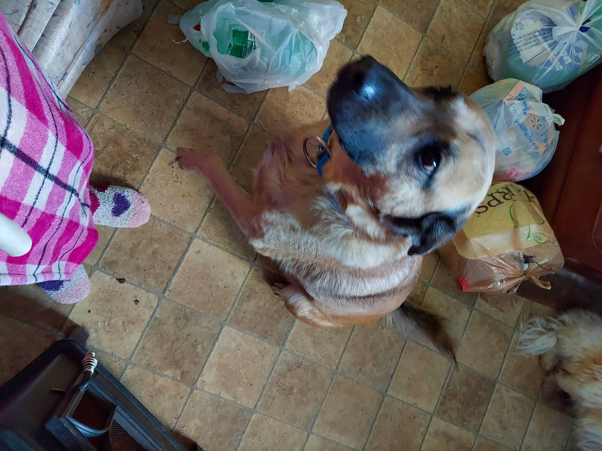 Big Boy joined the competition — help win amazing prizes! carnivore, companion_dog, dog, dog_breed, dog_supply, fawn, flooring, fur, guard_dog, hardwood, non_sporting_group, plastic_bag, sporting_group, wood, working_animal