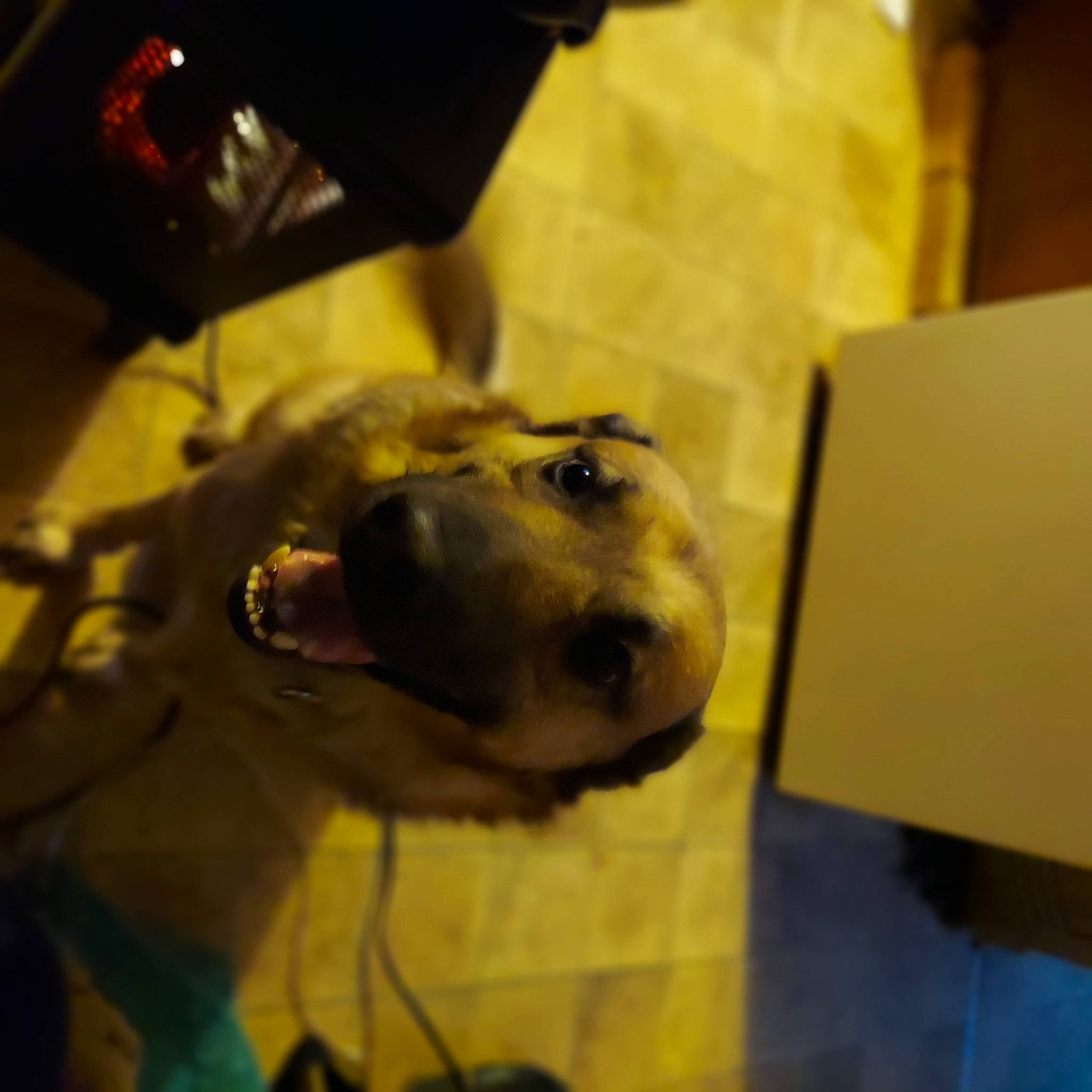 Big Boy joined the competition — help win amazing prizes! canidae, carnivore, companion_dog, dog, dog_breed, fawn, flooring, fur, jaw, metal, snout, sporting_group, whiskers, working_animal