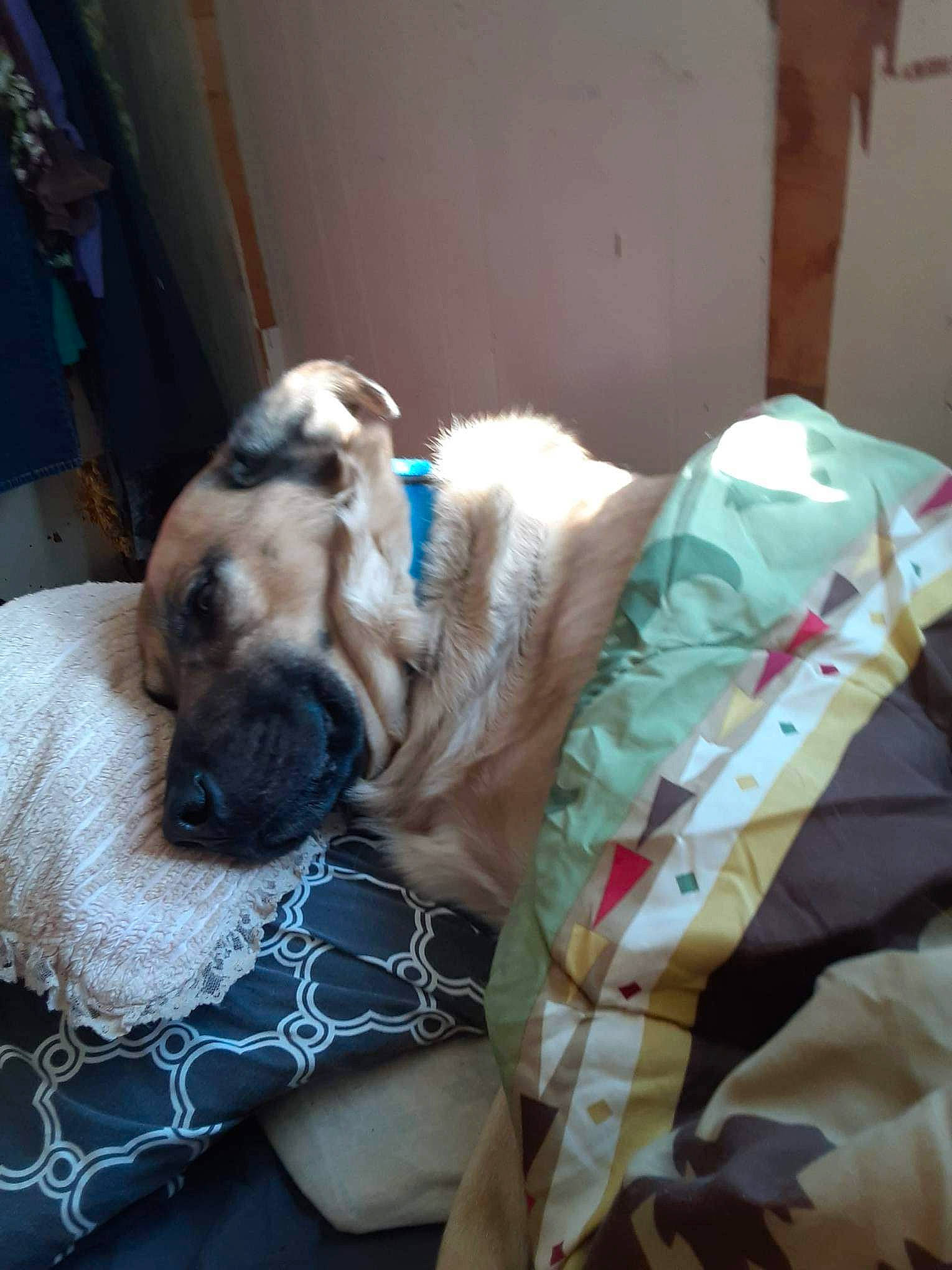 Big Boy is registered to the contest to win money with this photo: bedding, blanket, canidae, carnivore, comfort, companion_dog, dog, dog_breed, dog_supply, duvet, fawn, fur, linens, nap, pattern, paw, sleep, snout, sporting_group, whiskers