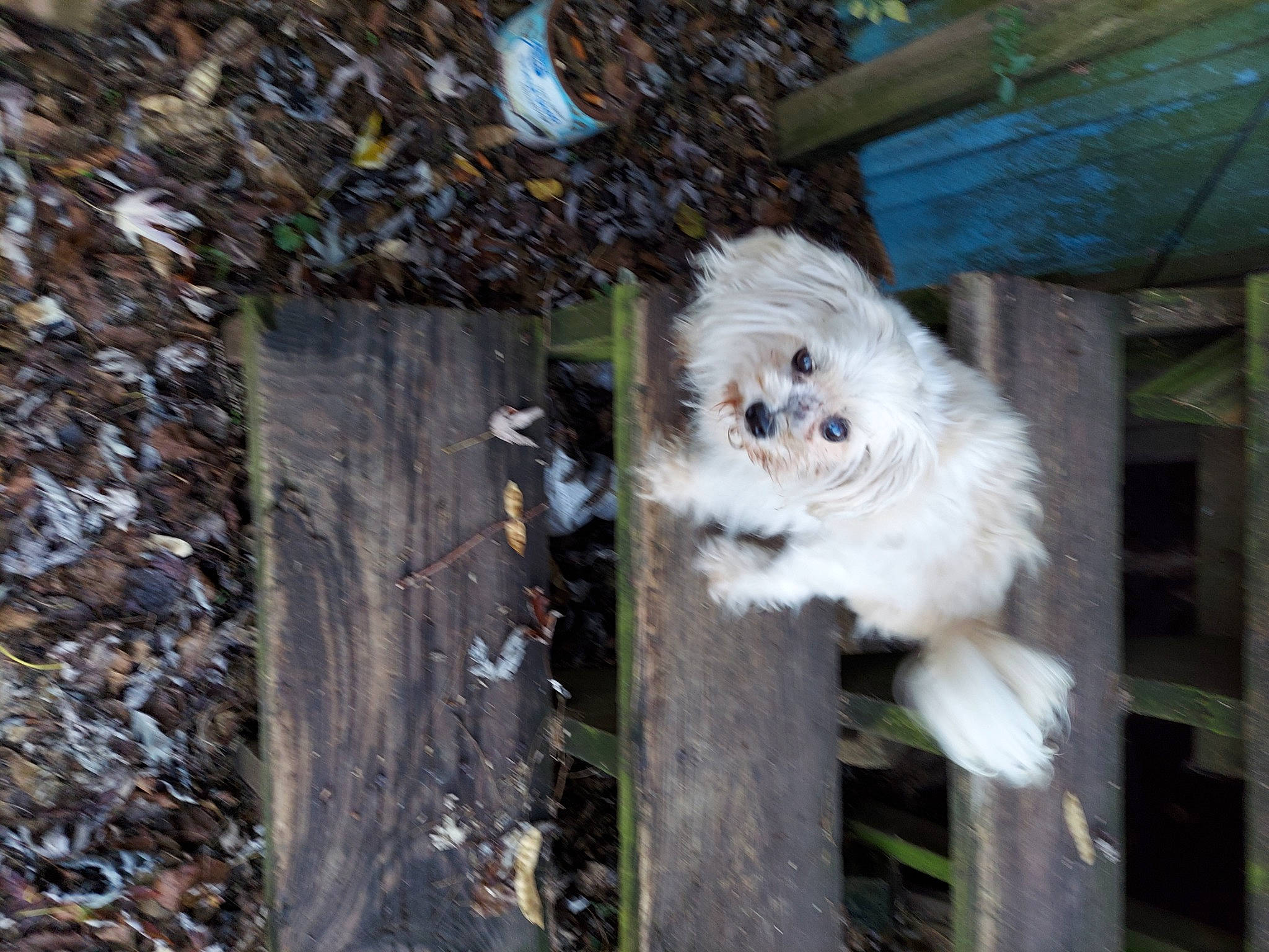 Zodyrhea joined the competition — help win amazing prizes! animal_shelter, canidae, carnivore, companion_dog, dog, dog_breed, fawn, fur, grass, non_sporting_group, snout, sporting_group, terrestrial_animal, toy_dog, tree, trunk, whiskers, wildlife, wood, working_animal