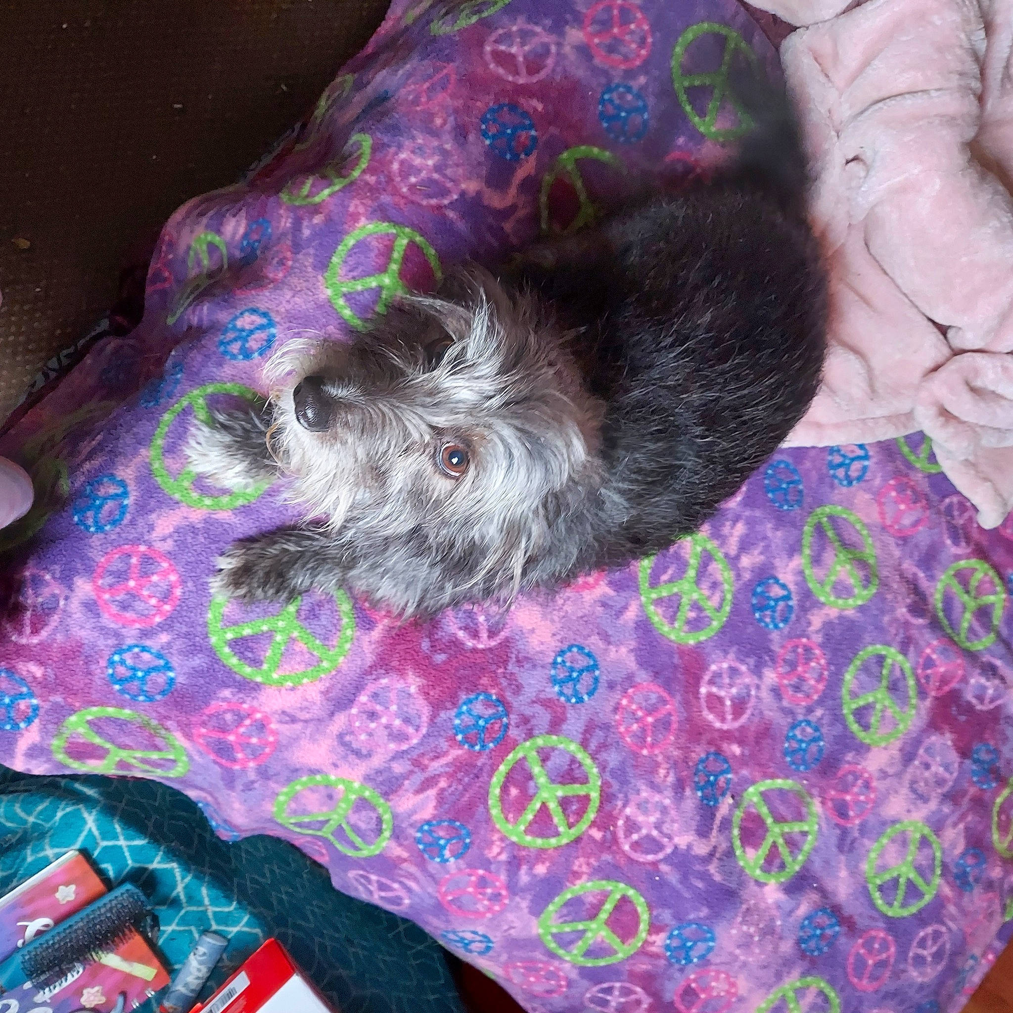 Plum Plum joined the competition — help win amazing prizes! canidae, carnivore, collar, companion_dog, dog, dog_breed, dog_collar, dog_supply, fur, liver, magenta, pattern, pet_supply, purple, snout, sporting_group, terrier, toy_dog, water_dog, working_animal