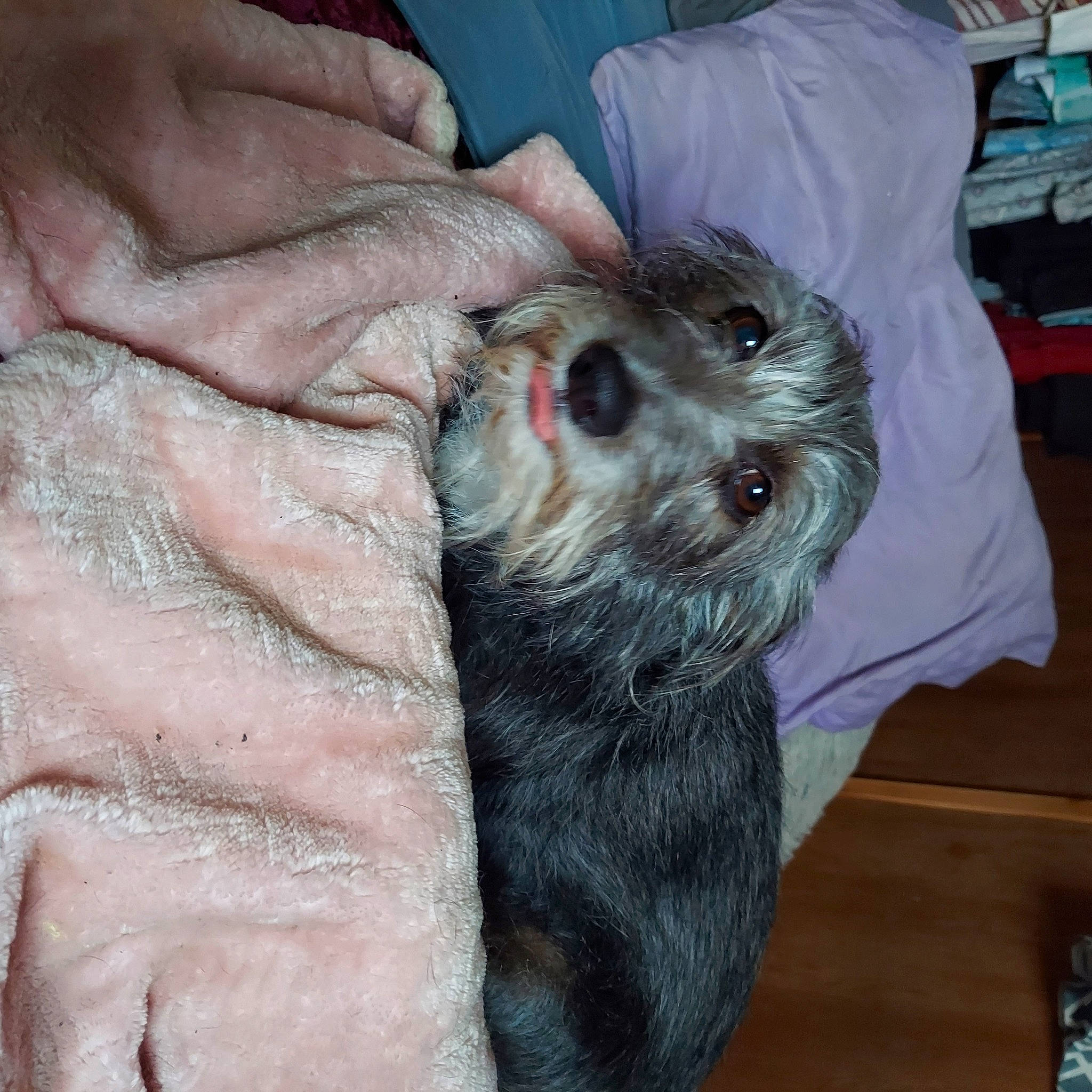 Plum Plum joined the competition — help win amazing prizes! canidae, carnivore, companion_dog, dog, dog_breed, fawn, fur, non_sporting_group, puppy, puppy_love, small_terrier, snout, sporting_group, terrestrial_animal, terrier, toy_dog, whiskers, working_animal, yorkipoo