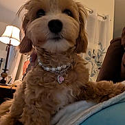 Biscuit joined the competition — help win amazing prizes! dog, puppy, fluffy, curly_fur, brown_fur, portrait, pet, indoors, bed, bedding, necklace, pearls, pendant, heart_charm, lamp, warm_lighting, cozy, sitting, close_up, home