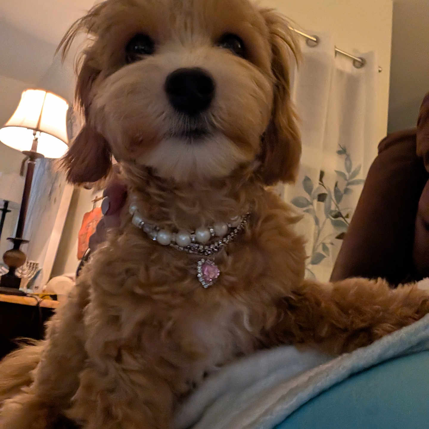Biscuit