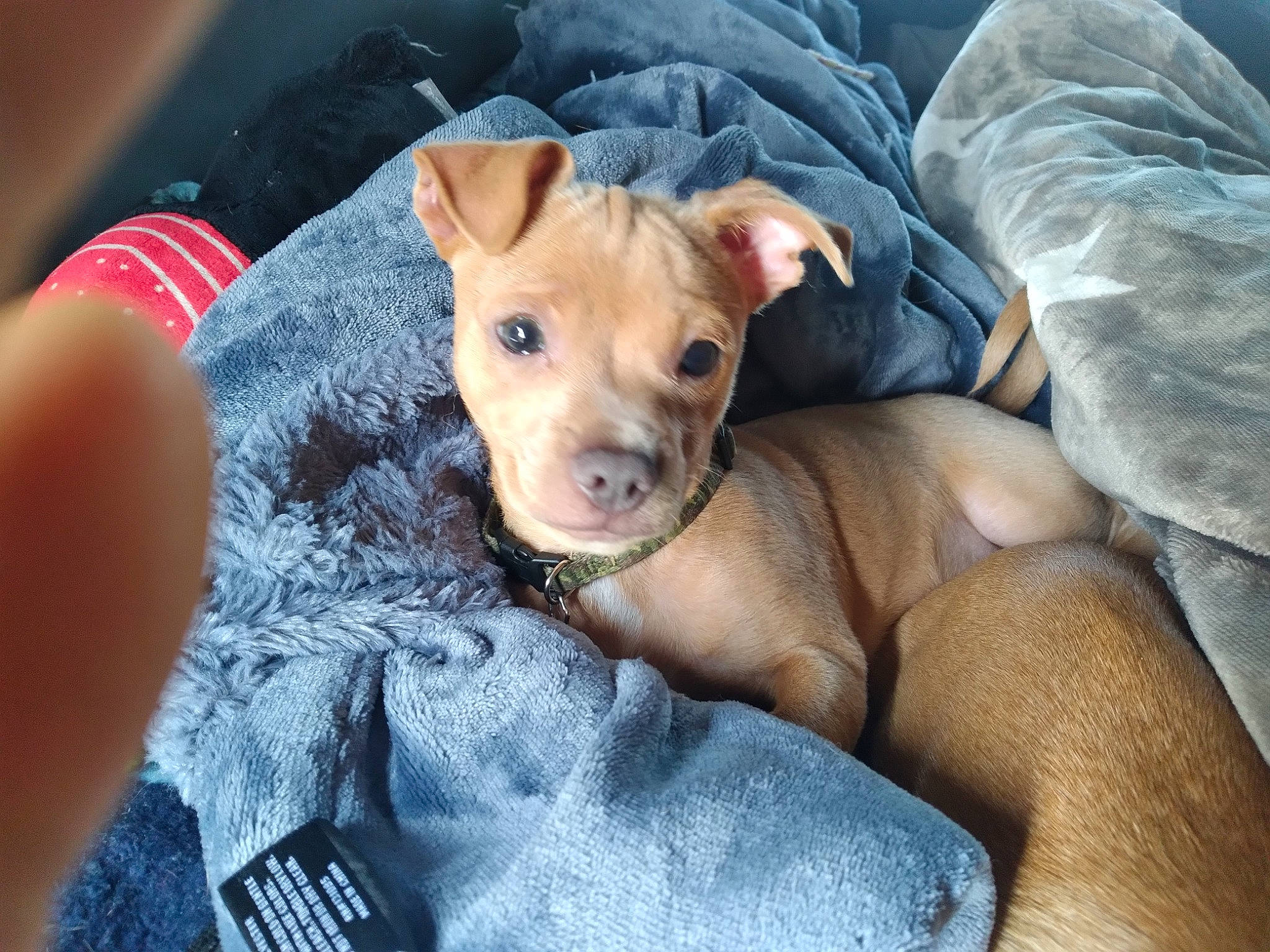 Tazz is registered to the contest to win money with this photo: canidae, carnivore, collar, comfort, companion_dog, dog, dog_breed, dog_clothes, dog_supply, fawn, fur, non_sporting_group, paw, puppy, snout, sporting_group, terrestrial_animal, toy_dog, whiskers, working_animal