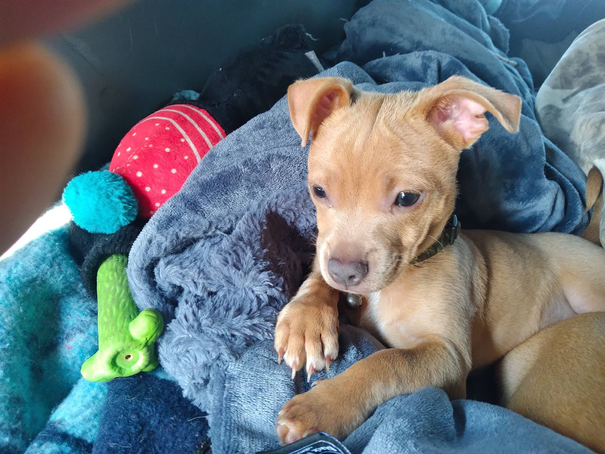 Tazz joined the competition — help win amazing prizes! carnivore, collar, comfort, companion_dog, dog, dog_breed, dog_collar, dog_supply, dog_toy, fawn, fur, liver, pet_supply, snout, sporting_group, terrestrial_animal, toy_dog, whiskers, working_animal