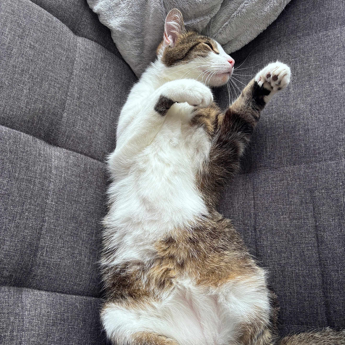 Lokiii participe au concours pour gagner de l'argent avec cette photo : animal, blanket, cat, cozy, cushion, cute, domestic_cat, feline, fur, indoor, paw, pet, pink_nose, relaxed, resting, sleeping, soft, tabby, whiskers, white_fur
