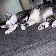 Lokiii participe au concours pour gagner de l'argent avec cette photo : animal, cat, cozy, cute, domestic_animal, feline, fur, gray_surface, indoor, paw, peaceful, pet, pink_paw_pads, quiet, relaxed, resting, sleeping, stretching, tabby, whiskers