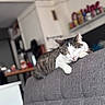 Lokiii participe au concours pour gagner de l'argent avec cette photo : animal, cat, closeup, comfortable, couch, cozy, domestic_animal, feline, furniture, gray_furniture, home_interior, household, indoor, peaceful, pet, relaxation, resting, sleeping, soft_light, tabby_cat