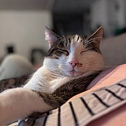 Lokiii participe au concours pour gagner de l'argent avec cette photo : blurred_background, cat, close_up, cozy, cute, domestic_animal, feline, fur, indoor, pet, pink_nose, portrait, relaxed, resting, sleeping, soft_light, striped, tabby, whiskers, white_fur
