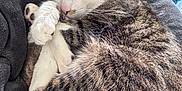 Loki a rejoint le concours — aidez-le/la à gagner de superbes lots ! animal, cat, closeup, cozy, curled_up, cute, domestic_animal, feline, fur, indoor, mammal, paws, pet, relaxed, resting, sleepy, soft, tabby, tabby_cat, whiskers