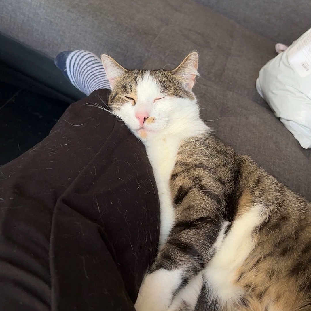 Loki a rejoint le concours — aidez-le/la à gagner de superbes lots ! animal, black_pants, cat, comfort, couch, cozy, feline, fur, home, indoor, paw, person_leg, pet, relaxation, resting, sleeping, striped, striped_sock, tabby, white_fur