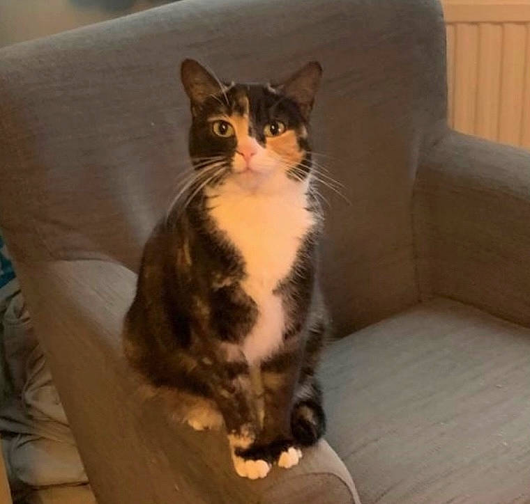 Kimchi is registered to the contest to win money with this photo: carnivore, cat, comfort, couch, domestic_short_haired_cat, door, eye, felidae, flooring, foot, fur, hardwood, paw, sitting, small_to_medium_sized_cats, snout, tail, whiskers, window, wood