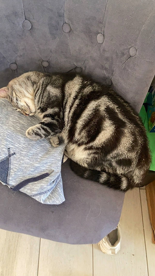 Alphonse a rejoint le concours — aidez-le/la à gagner de superbes lots ! carnivore, cat, comfort, domestic_short_haired_cat, felidae, flooring, fur, grey, mammal, nap, pattern, paw, sleep, small_to_medium_sized_cats, snout, tail, terrestrial_animal, vertebrate, whiskers, wood