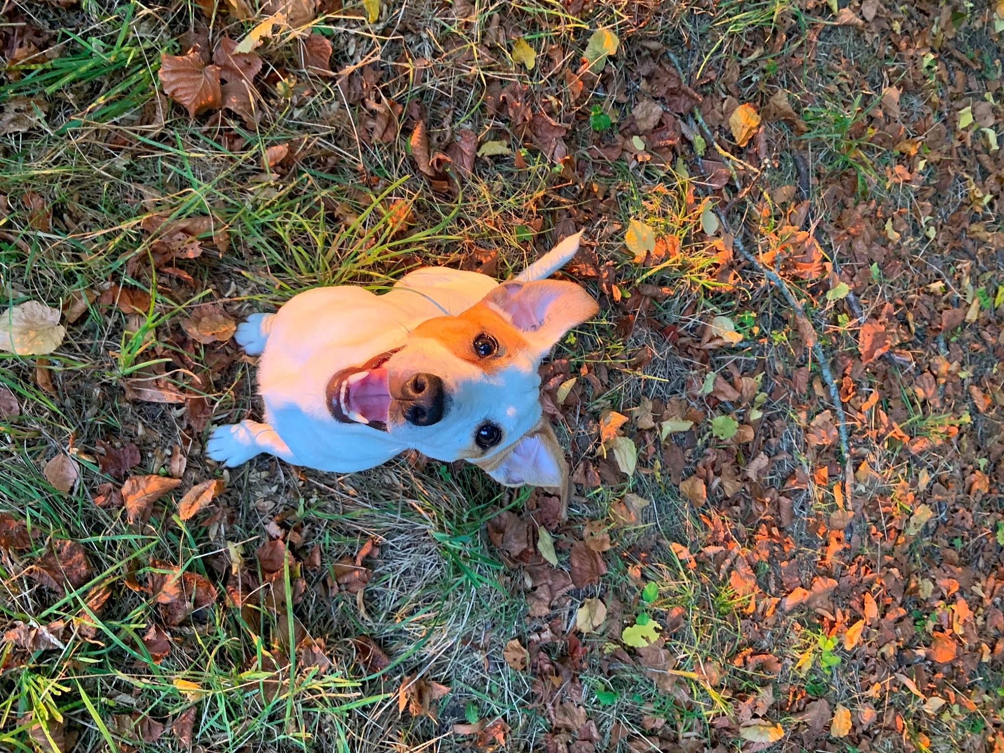 Gaston participe au concours pour gagner de l'argent avec cette photo : animal_figure, art, canidae, carmine, domestic_pig, fawn, grass, groundcover, lawn_ornament, personal_protective_equipment, piggy_bank, plastic, snout, soil, suidae, tail, terrestrial_animal, toy, wildlife, wood