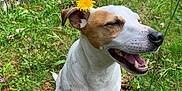 Gaston a rejoint le concours — aidez-le/la à gagner de superbes lots ! animal, canine, daisy, dog, field, flower, grass, grassland, herbal, herbs, hound, leaf, nature, outdoors, pet, petal, plant, puppy, tree, vegetation