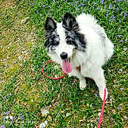 Banshee a rejoint le concours — aidez-le/la à gagner de superbes lots ! dog, canine, black_and_white, fluffy, tongue_out, leash, grass, flowers, purple_flowers, outdoor, nature, pet, animal, happy, sitting, playful, summer, spring, close_up, portrait