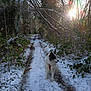 Banshee participe au concours pour gagner de l'argent avec cette photo : dog, snow, forest, path, trees, winter, sunlight, nature, outdoor, animal, leafless_trees, bushes, daylight, cold, fur, sitting, trail, scenery, canine, sunflare