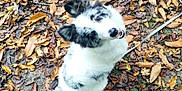 Banshee participe au concours pour gagner de l'argent avec cette photo : dog, border_collie, autumn, leaves, outdoor, nature, pet, canine, fur, black_and_white, tail, leash, footwear, shoe, ground, happy, animal, seasonal, park, walking