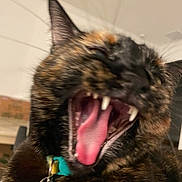 Coconut joined the competition — help win amazing prizes! cat, tortoiseshell, close_up, yawning, mouth_open, teeth, tongue, pet, indoor, collar, tag, animal, feline, fur, whiskers, ears, cute, domestic, expression, blurry_background