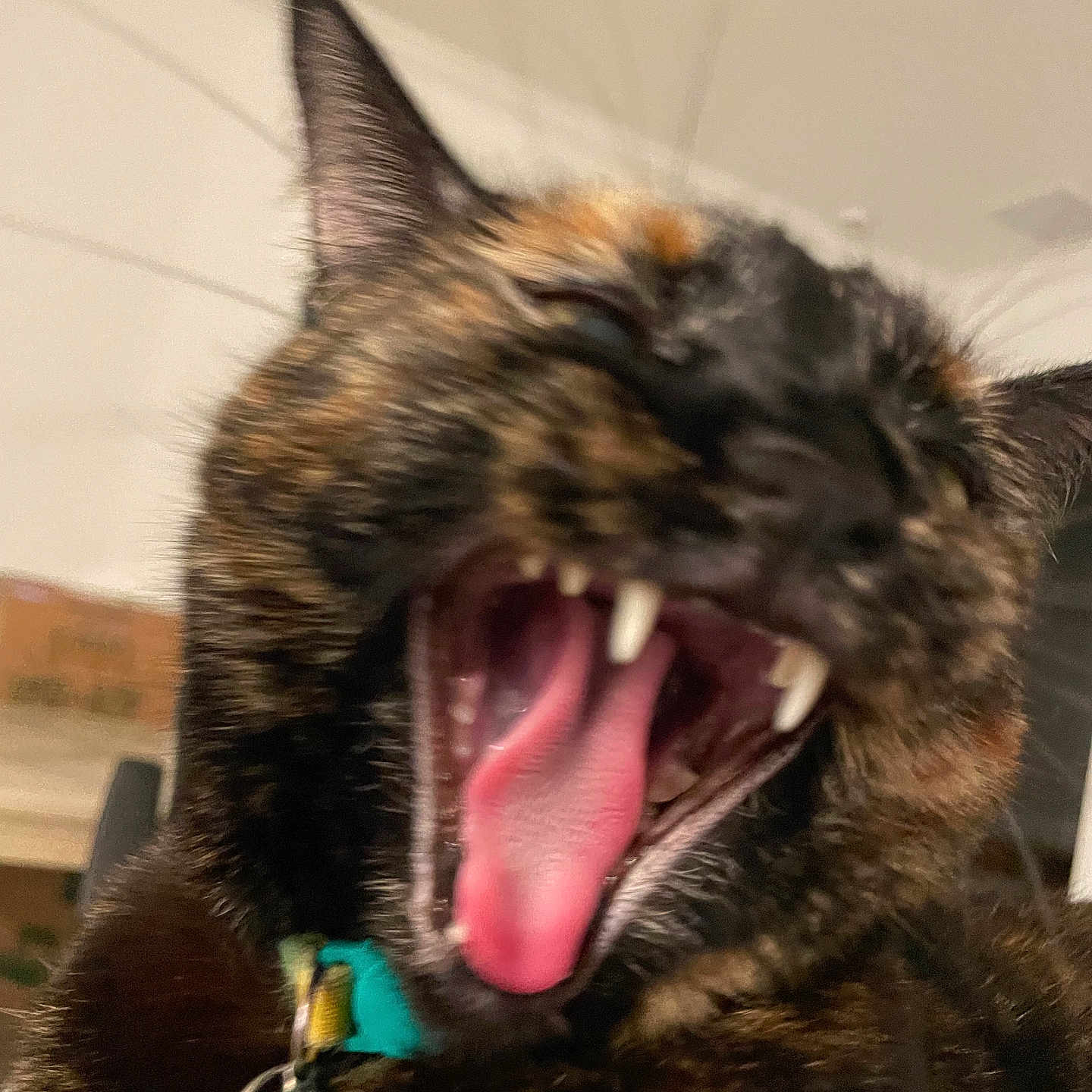 Coconut joined the competition — help win amazing prizes! cat, tortoiseshell, close_up, yawning, mouth_open, teeth, tongue, pet, indoor, collar, tag, animal, feline, fur, whiskers, ears, cute, domestic, expression, blurry_background