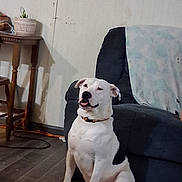 Ace Burgin is registered to the contest to win money with this photo: dog, indoor, couch, blanket, floor, wooden_table, potted_plant, pet, white_dog, black_patch, collar, relaxed, seated, home, furniture, wall, plant, room, animal, domestic