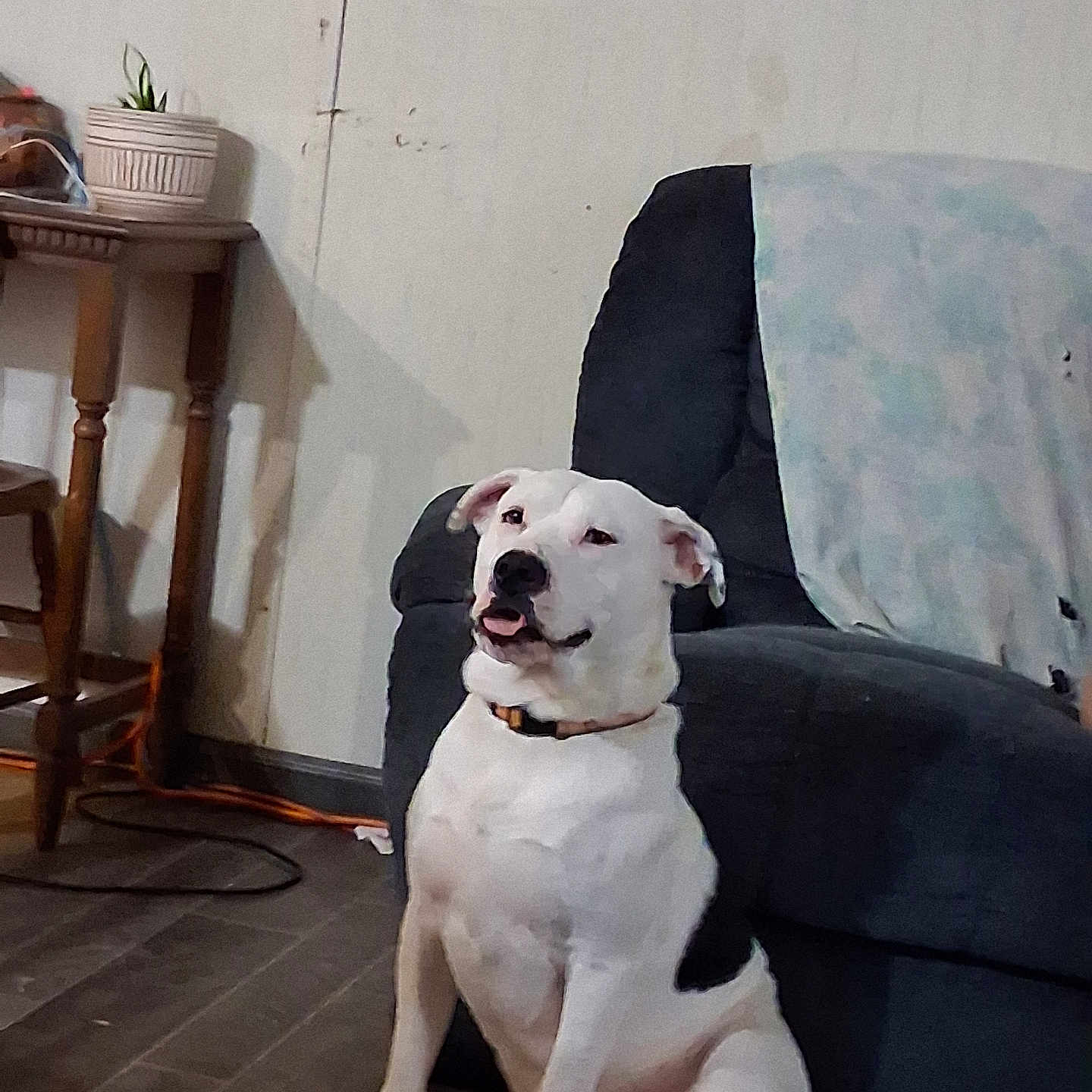 Ace Burgin is registered to the contest to win money with this photo: animal, black_patch, blanket, collar, couch, dog, domestic, floor, furniture, home, indoor, pet, plant, potted_plant, relaxed, room, seated, wall, white_dog, wooden_table