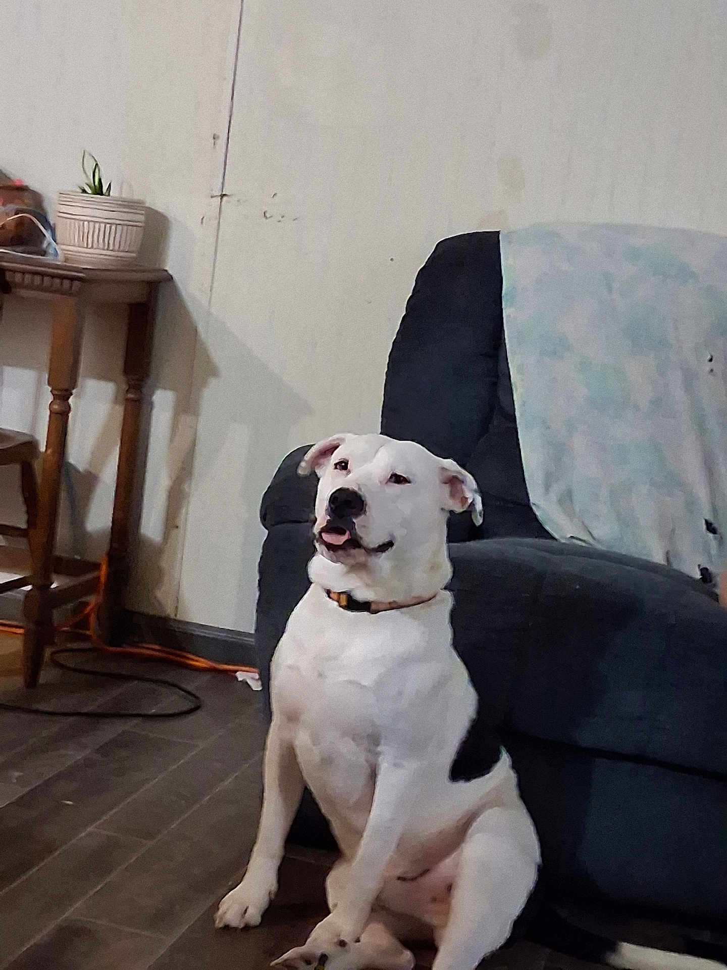 Ace Burgin is registered to the contest to win money with this photo: dog, indoor, couch, blanket, floor, wooden_table, potted_plant, pet, white_dog, black_patch, collar, relaxed, seated, home, furniture, wall, plant, room, animal, domestic