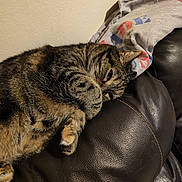 Chouchou a rejoint le concours — aidez-le/la à gagner de superbes lots ! tabby_cat, cat, pet, animal, fur, paw, leather_couch, indoor, resting, sleepy, cozy, feline, close_up, domestic_cat, whiskers, striped_fur, relaxation, wall, fabric, flag_pattern