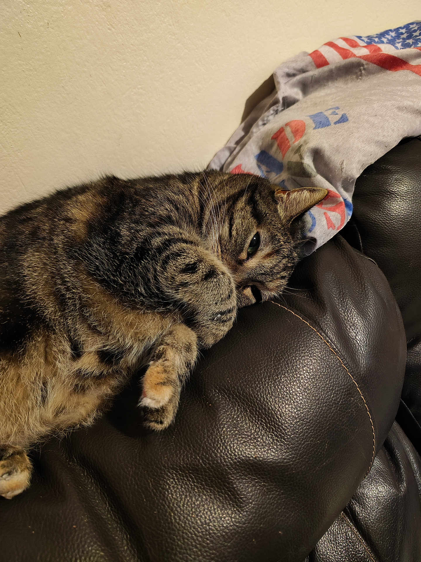 Chouchou a rejoint le concours — aidez-le/la à gagner de superbes lots ! tabby_cat, cat, pet, animal, fur, paw, leather_couch, indoor, resting, sleepy, cozy, feline, close_up, domestic_cat, whiskers, striped_fur, relaxation, wall, fabric, flag_pattern