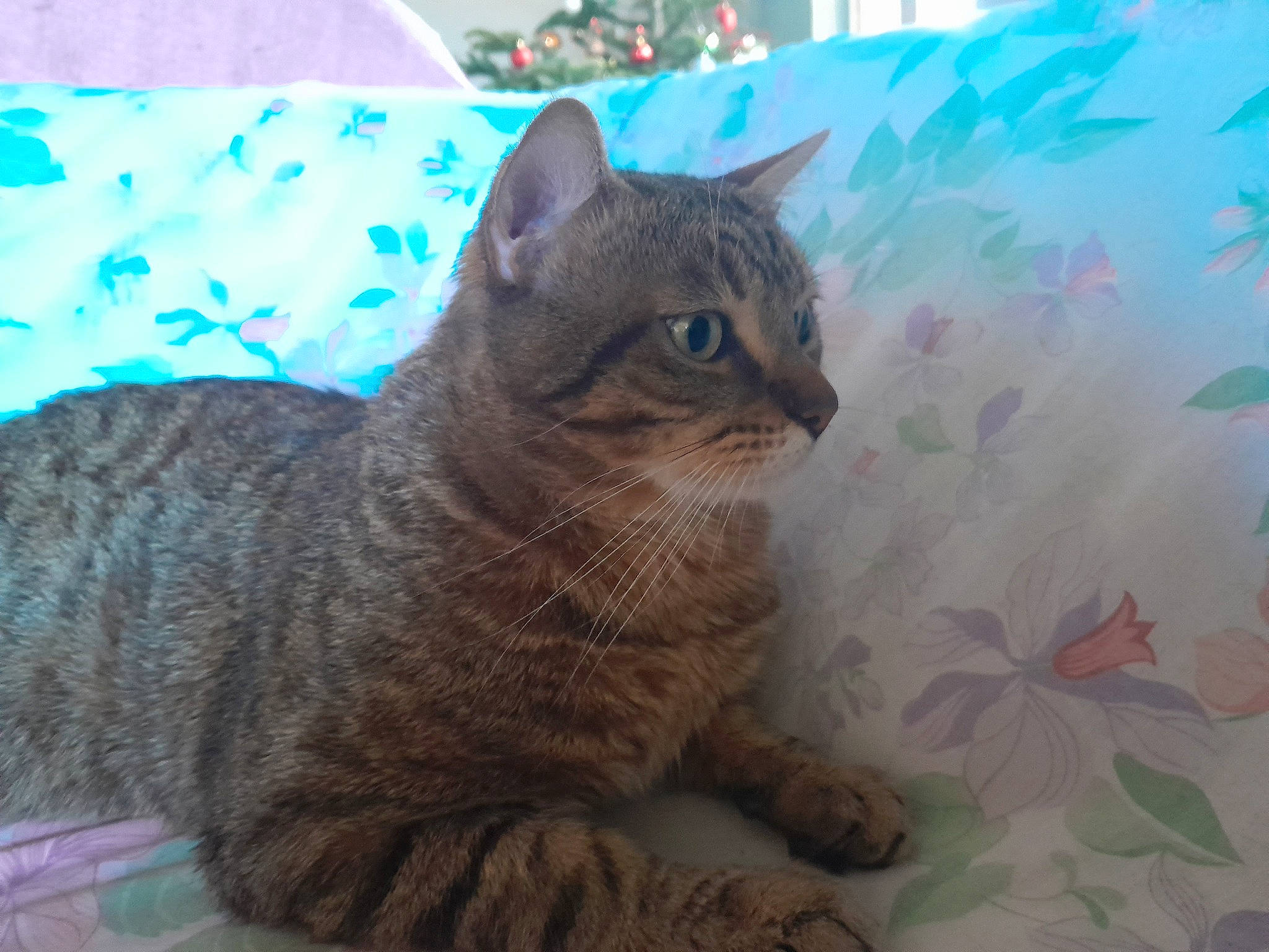 Tiger a rejoint le concours — aidez-le/la à gagner de superbes lots ! carnivore, cat, claw, comfort, domestic_short_haired_cat, felidae, fur, grass, plant, small_to_medium_sized_cats, snout, tail, terrestrial_animal, tree, whiskers, wildlife, window