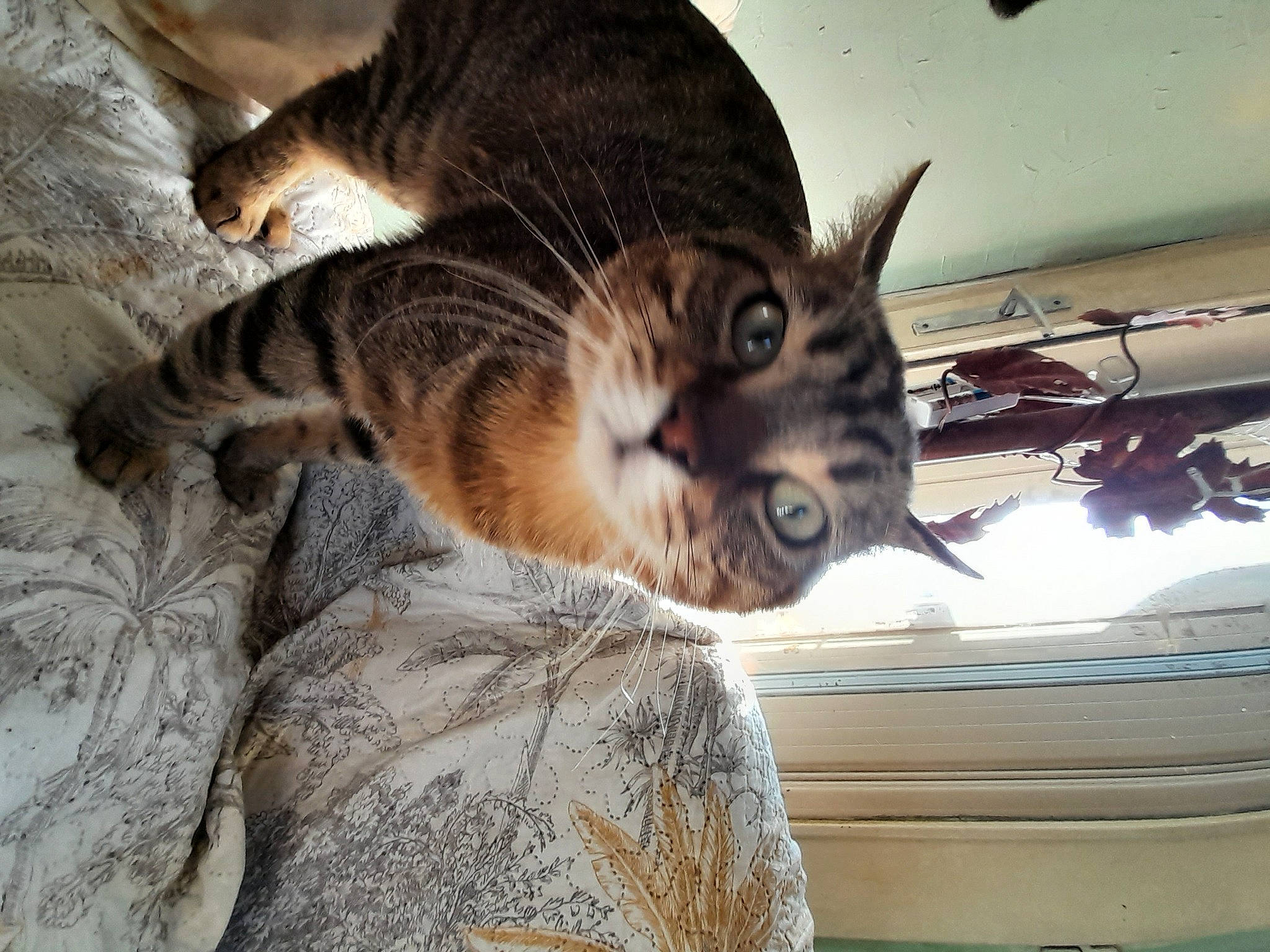 Tiger a rejoint le concours — aidez-le/la à gagner de superbes lots ! carnivore, cat, claw, comfort, domestic_short_haired_cat, felidae, fur, nap, paw, sleep, small_to_medium_sized_cats, snout, tail, terrestrial_animal, whiskers, wildlife, wood