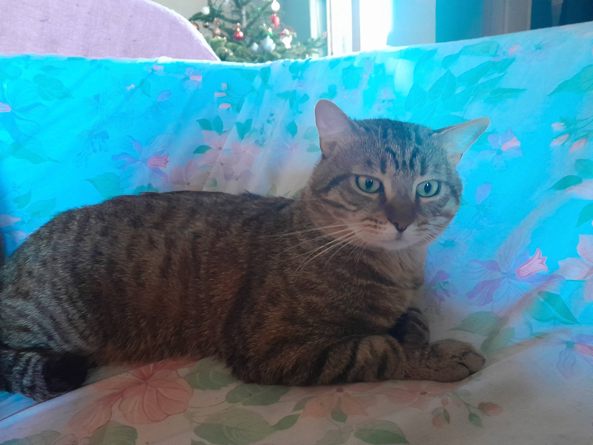 Tiger a rejoint le concours — aidez-le/la à gagner de superbes lots ! carnivore, cat, cat_supply, comfort, domestic_short_haired_cat, eye, fawn, felidae, fur, paw, pet_supply, sitting, small_to_medium_sized_cats, snout, tail, terrestrial_animal, whiskers, window