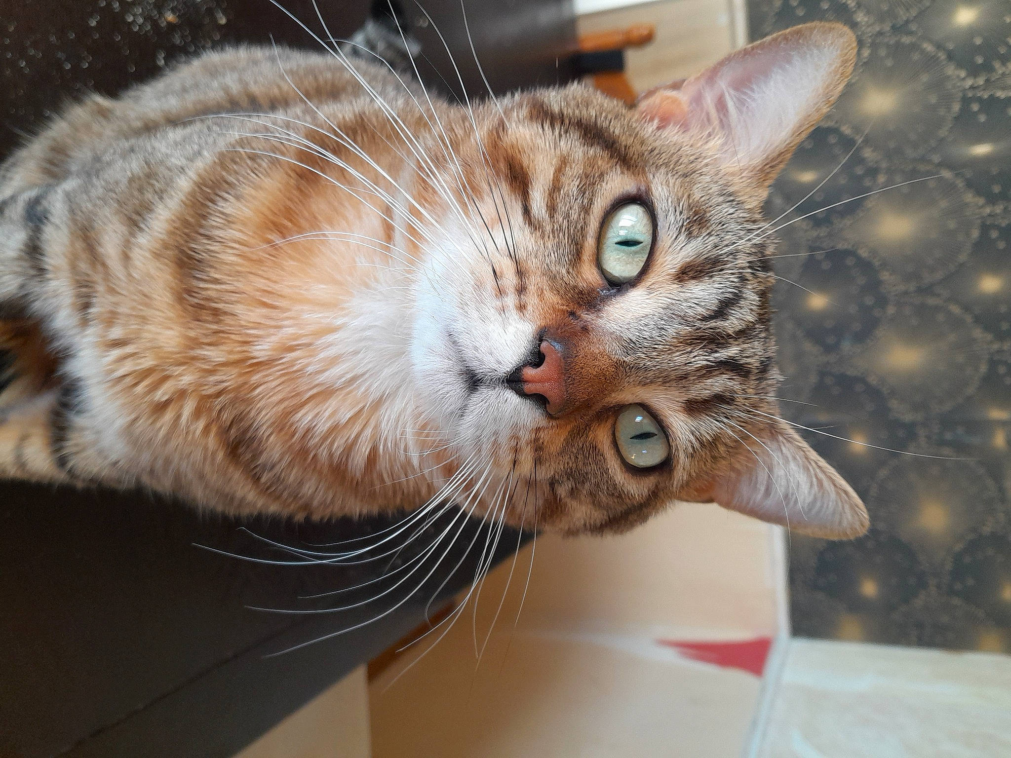 Tiger participe au concours pour gagner de l'argent avec cette photo : carnivore, cat, claw, domestic_short_haired_cat, ear, eye, fawn, felidae, fur, mammal, paw, small_to_medium_sized_cats, snout, tail, tree, vertebrate, whiskers, wildlife